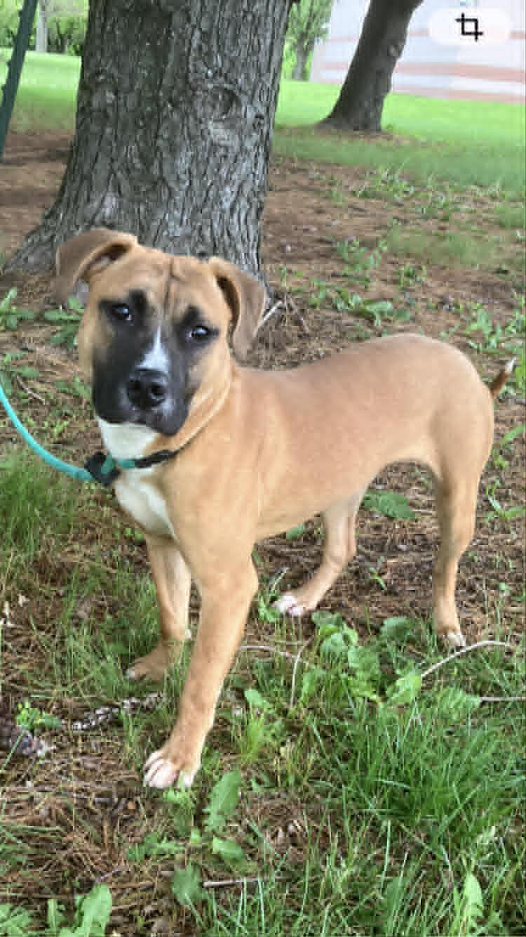 Enlarge Mars, a ADOPTABLE mixed breed in Springfield, IL image 1/3