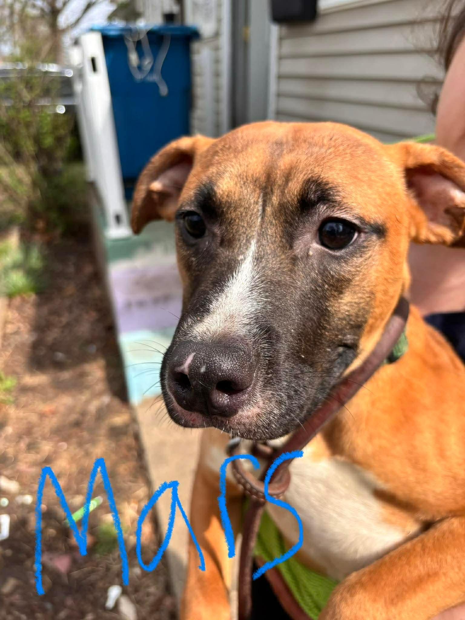 Enlarge Mars, a ADOPTABLE mixed breed in Springfield, IL image 3/3