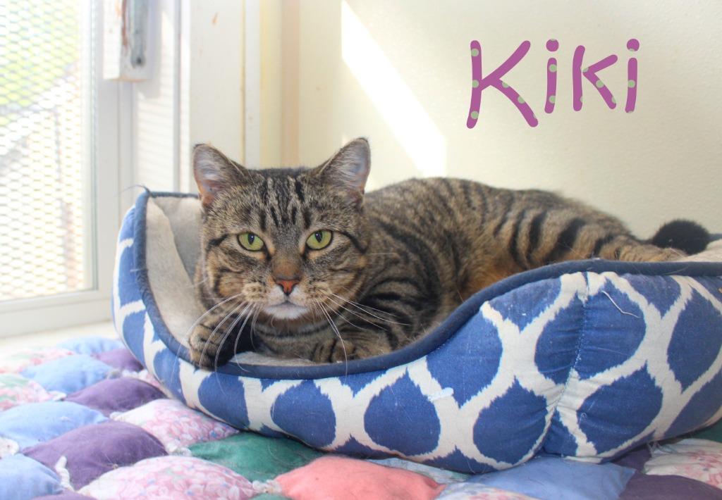 Kiki, Adoptable, Young Female Domestic Short Hair.
