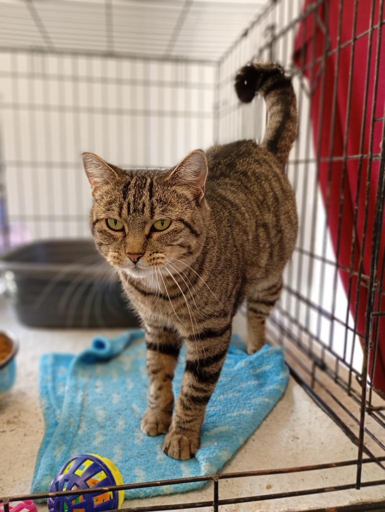 Mama Kiki, Adoptable, Young Female Domestic Short Hair.