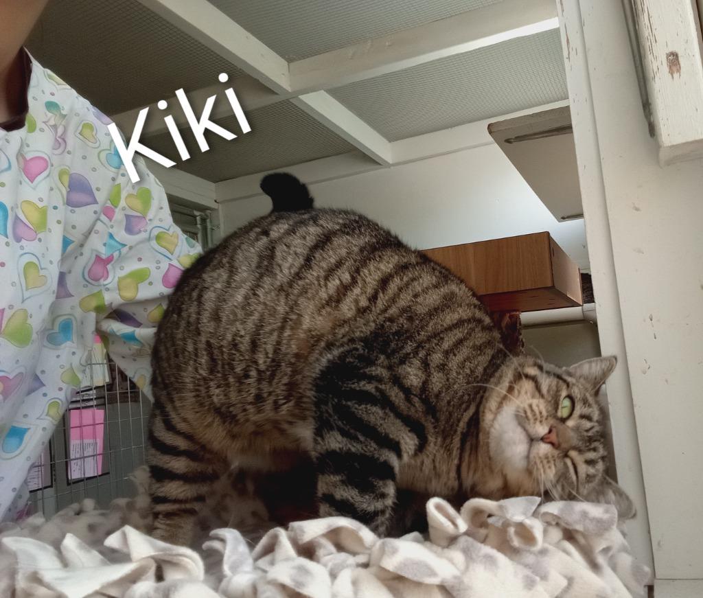 Enlarge Mama Kiki, a Adoptable mixed breed in Saint James, MN image 4/5