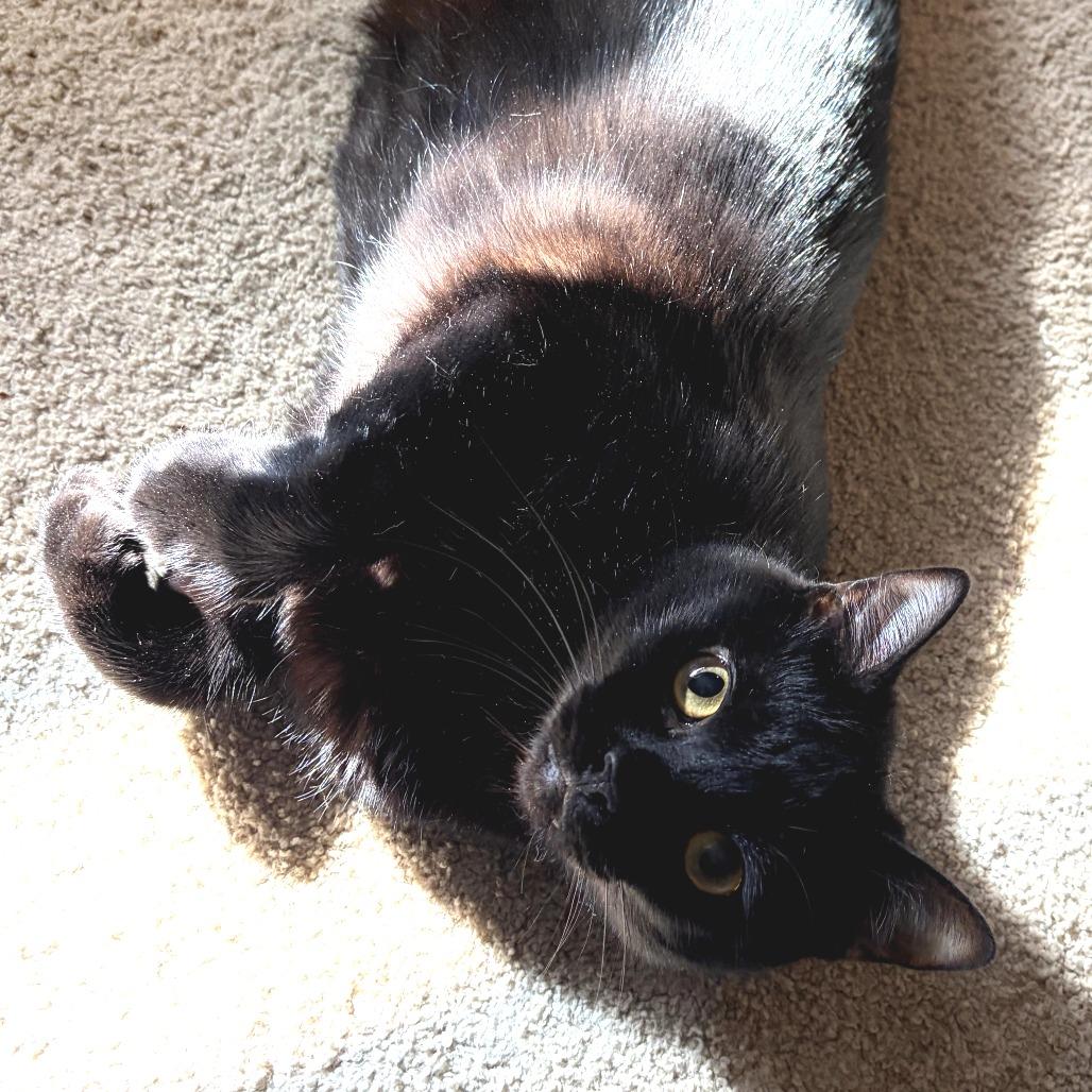 Enlarge Queenie, a Adoptable Extra-Toes Cat / Hemingway Polydactyl in Long Beach, CA image 1/6