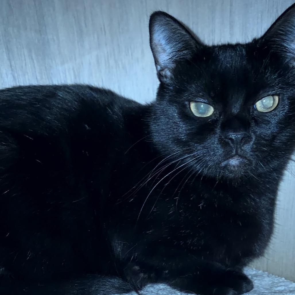 Enlarge Queenie, a Adoptable Extra-Toes Cat / Hemingway Polydactyl in Long Beach, CA image 2/6