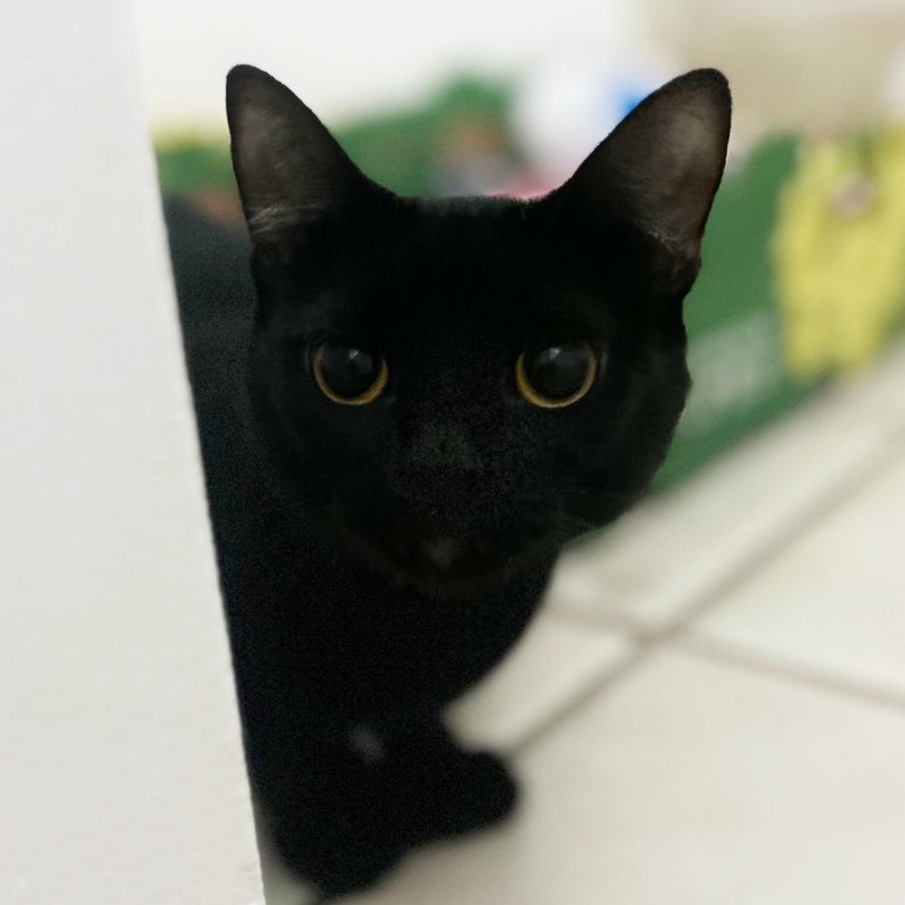 Enlarge Queenie, a Adoptable Extra-Toes Cat / Hemingway Polydactyl in Long Beach, CA image 3/6