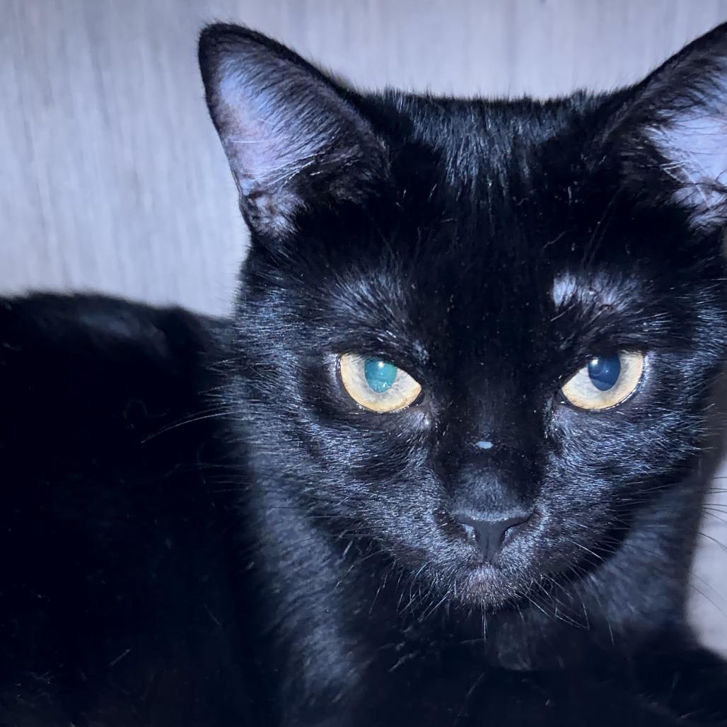 Enlarge Queenie, a Adoptable Extra-Toes Cat / Hemingway Polydactyl in Long Beach, CA image 4/6