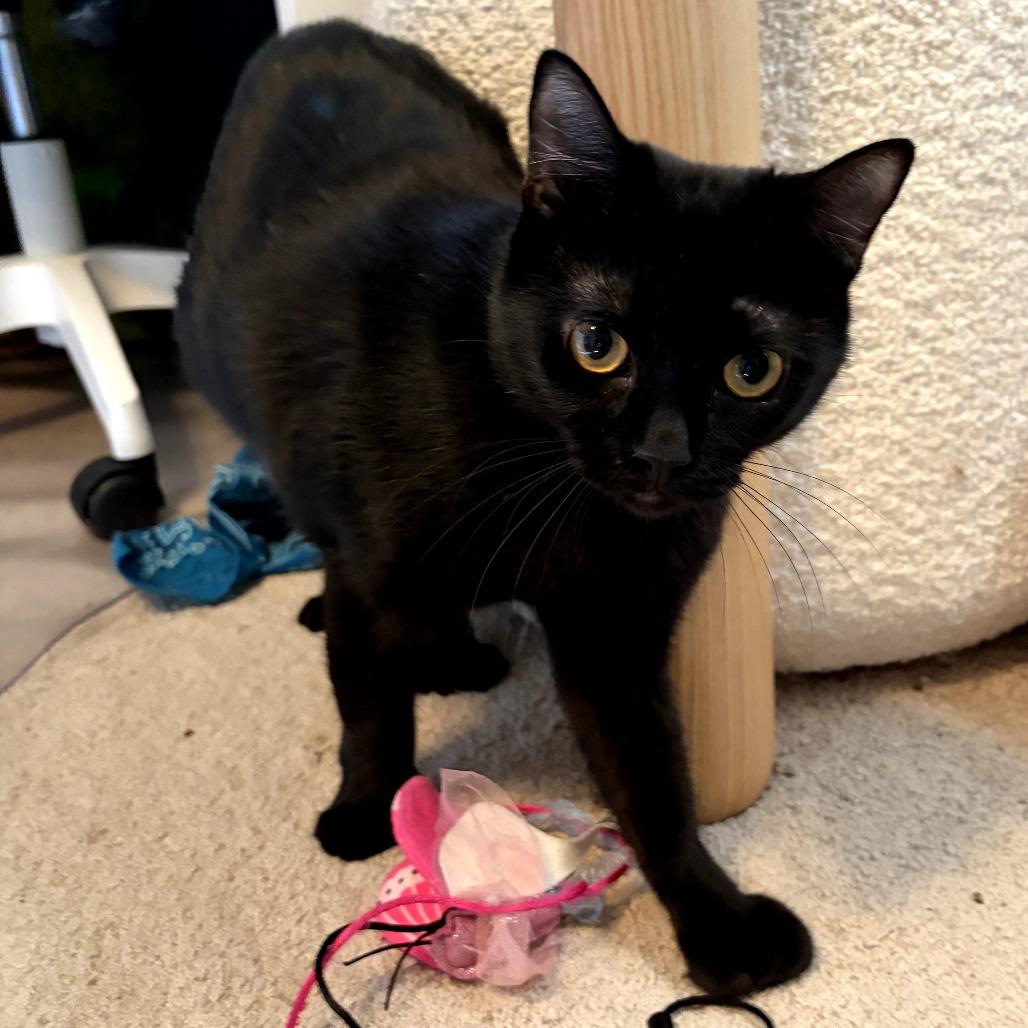 Enlarge Queenie, a Adoptable Extra-Toes Cat / Hemingway Polydactyl in Long Beach, CA image 5/6