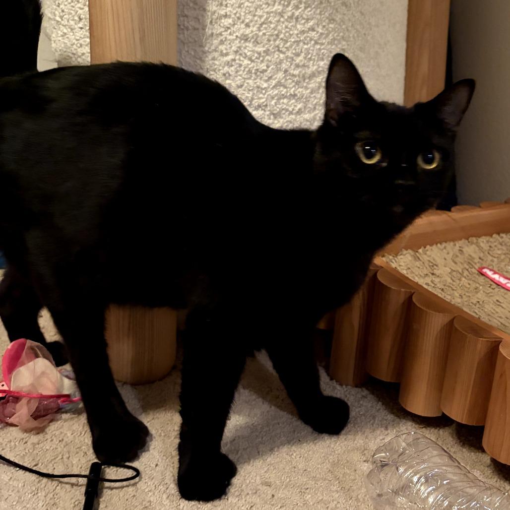 Enlarge Queenie, a Adoptable Extra-Toes Cat / Hemingway Polydactyl in Long Beach, CA image 6/6