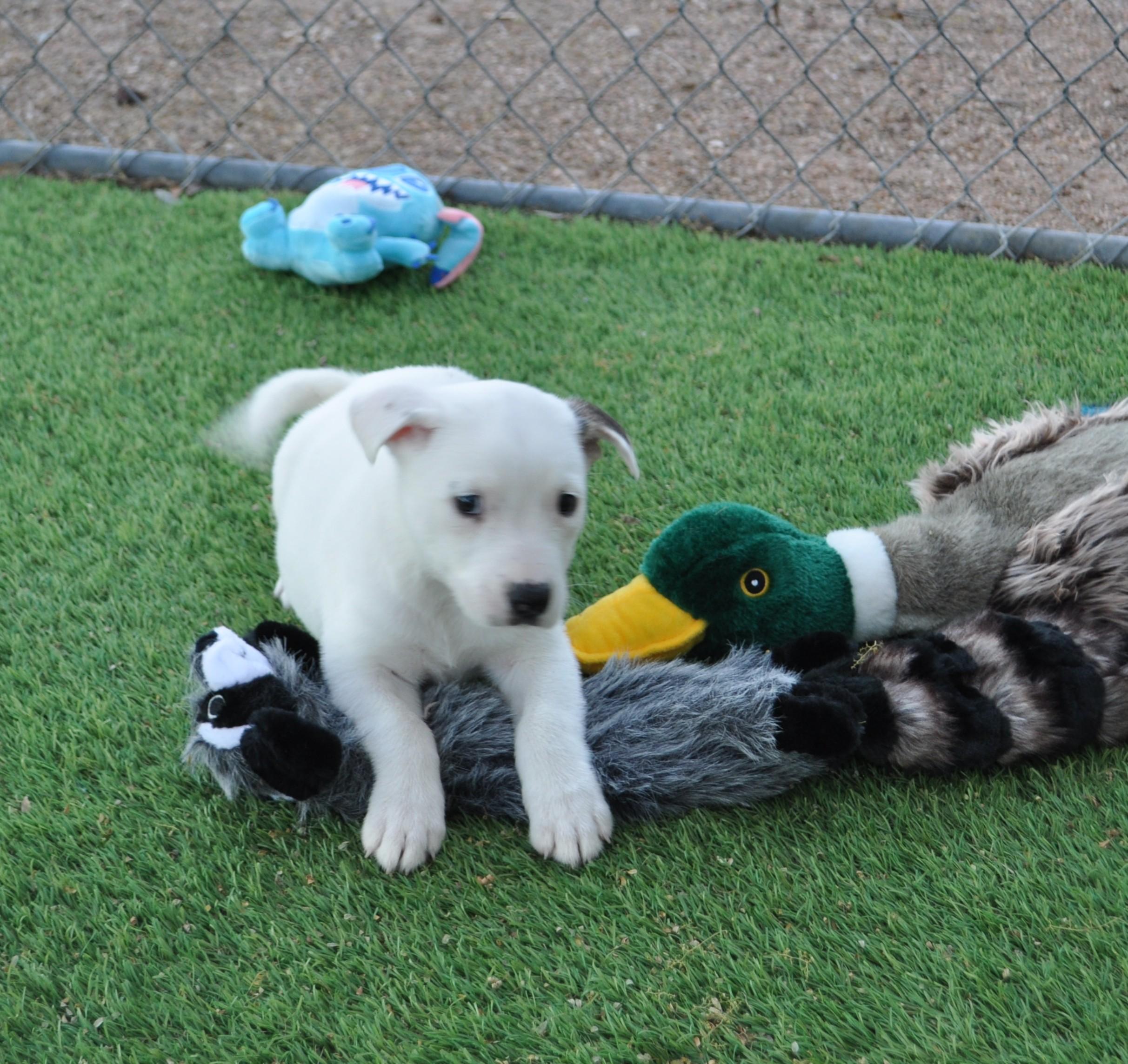 Enlarge Mischief, a ADOPTABLE mixed breed in Apache Junction, AZ image 3/3