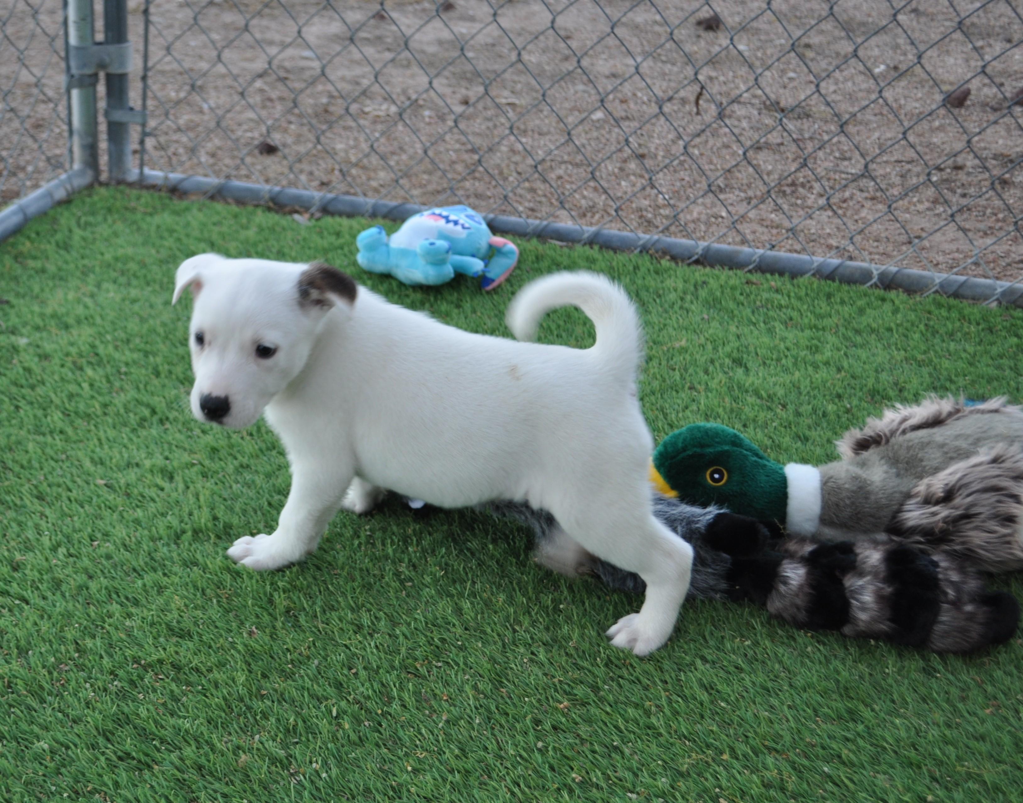 Enlarge Mischief, a ADOPTABLE mixed breed in Apache Junction, AZ image 2/3