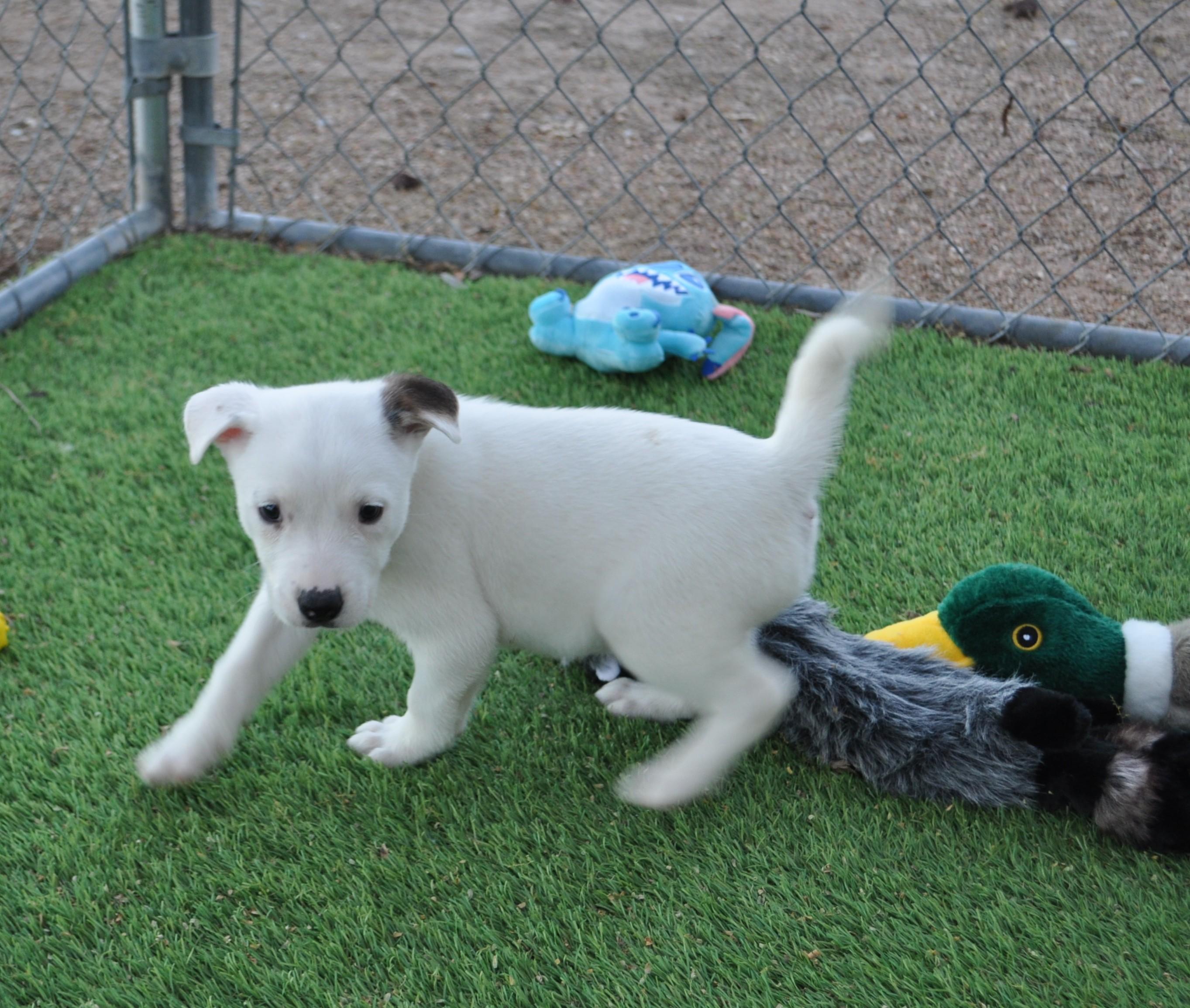 Mischief, ADOPTABLE, Puppy Female Labrador Retriever & Golden Retriever.