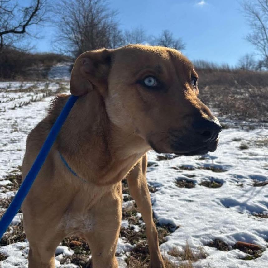 Wonka, Adoptable, Adult Male Shepherd.