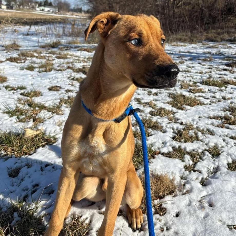 Enlarge Wonka, a Adoptable mixed breed in Phoenix, MD image 2/6