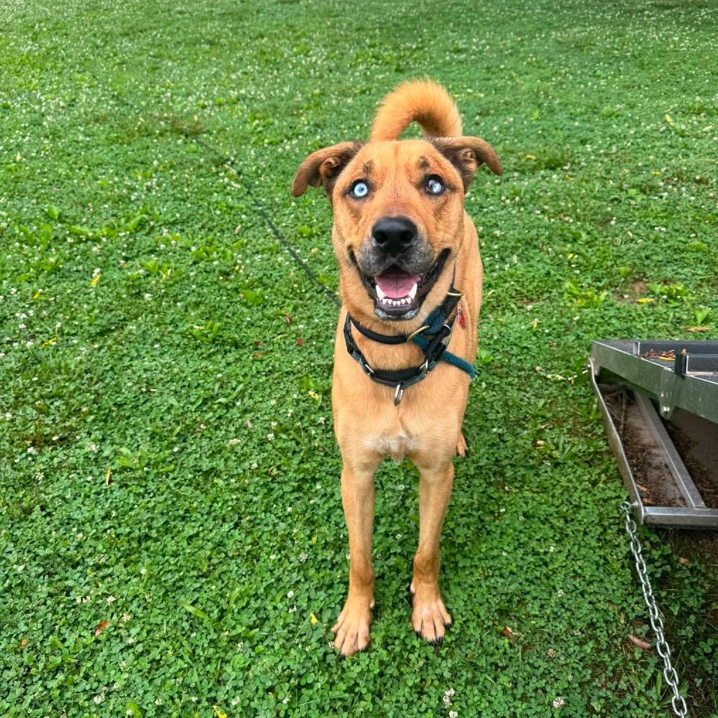 Enlarge Wonka, a Adoptable mixed breed in Phoenix, MD image 3/6