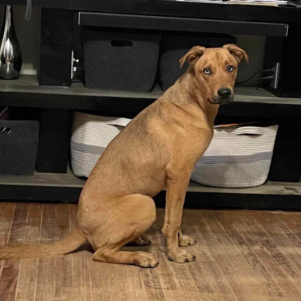 Enlarge Wonka, a Adoptable mixed breed in Phoenix, MD image 3/6