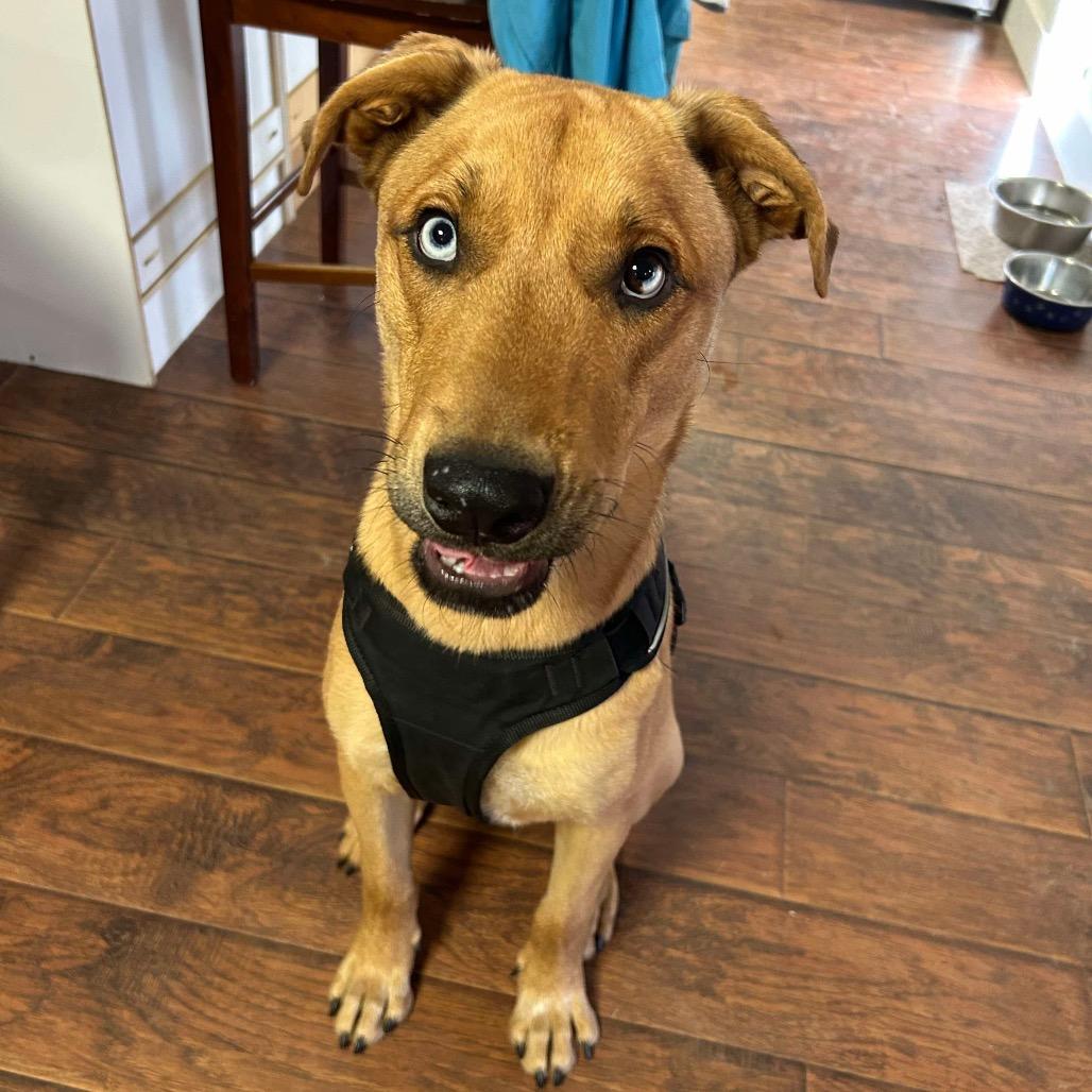 Enlarge Wonka, a Adoptable mixed breed in Phoenix, MD image 4/6