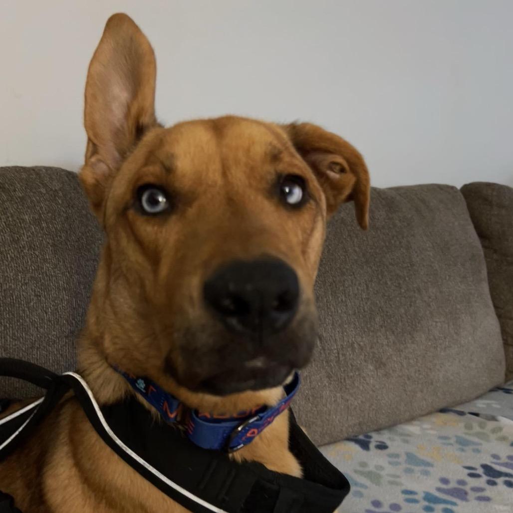 Enlarge Wonka, a Adoptable mixed breed in Phoenix, MD image 5/6