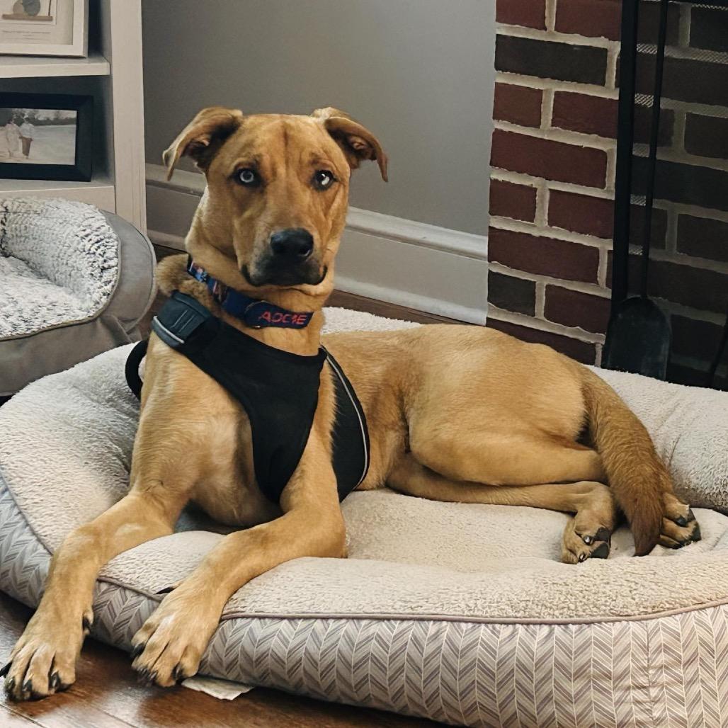 Enlarge Wonka, a Adoptable mixed breed in Phoenix, MD image 6/6