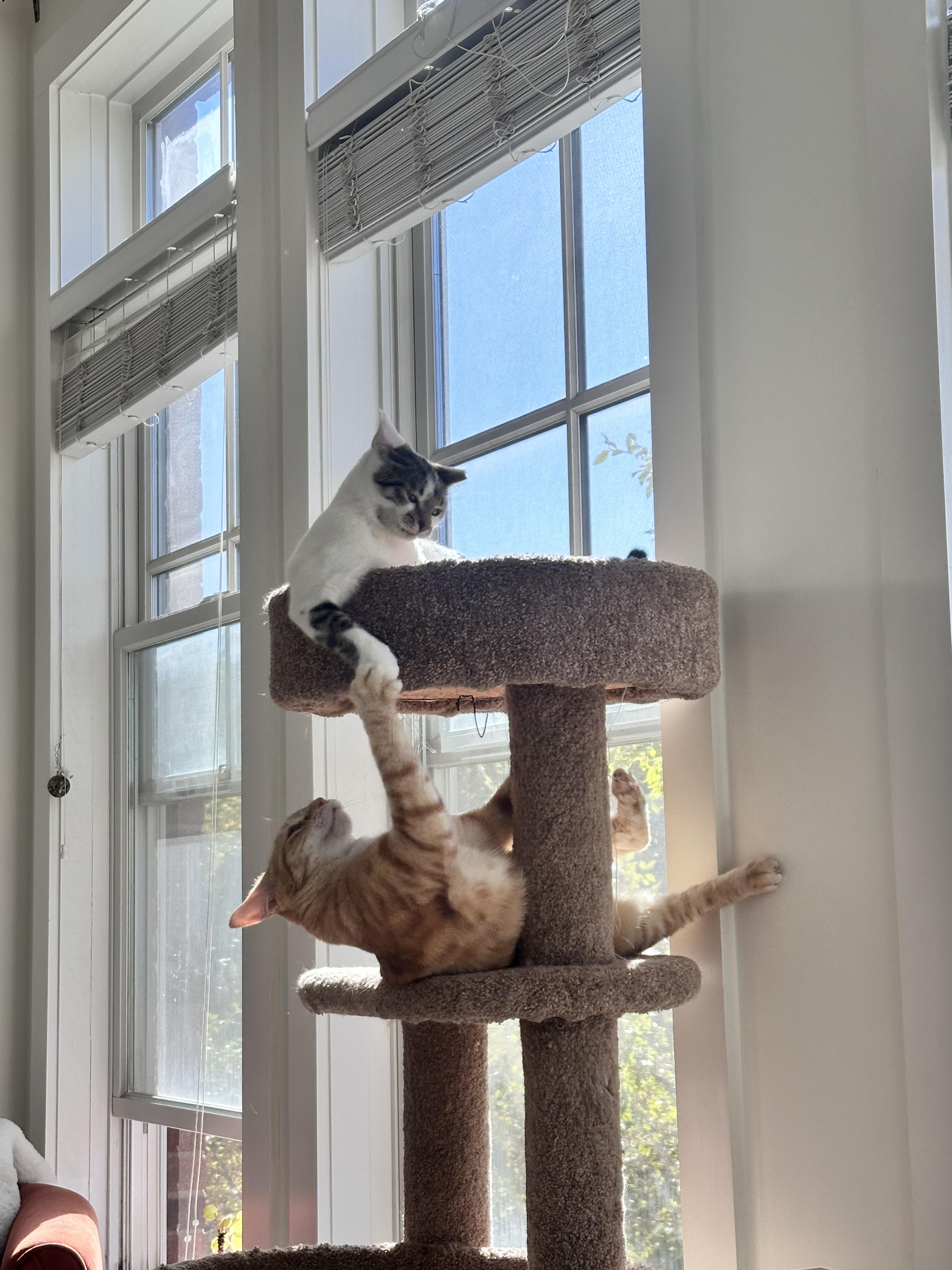 Minnie, a Adoptable Domestic Short Hair in Avondale Estates, GA image 2/6