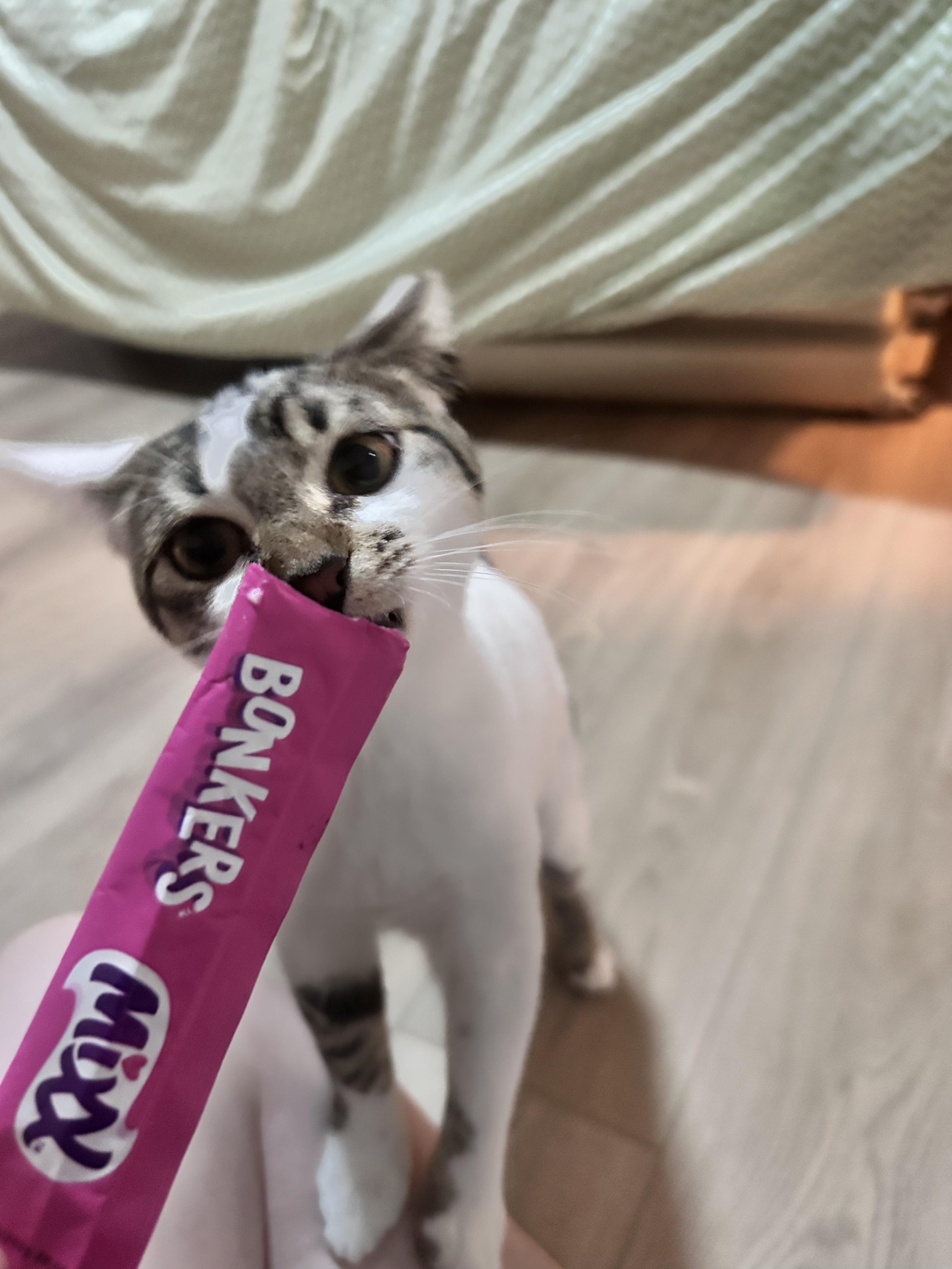 Minnie, a Adoptable Domestic Short Hair in Avondale Estates, GA image 3/6