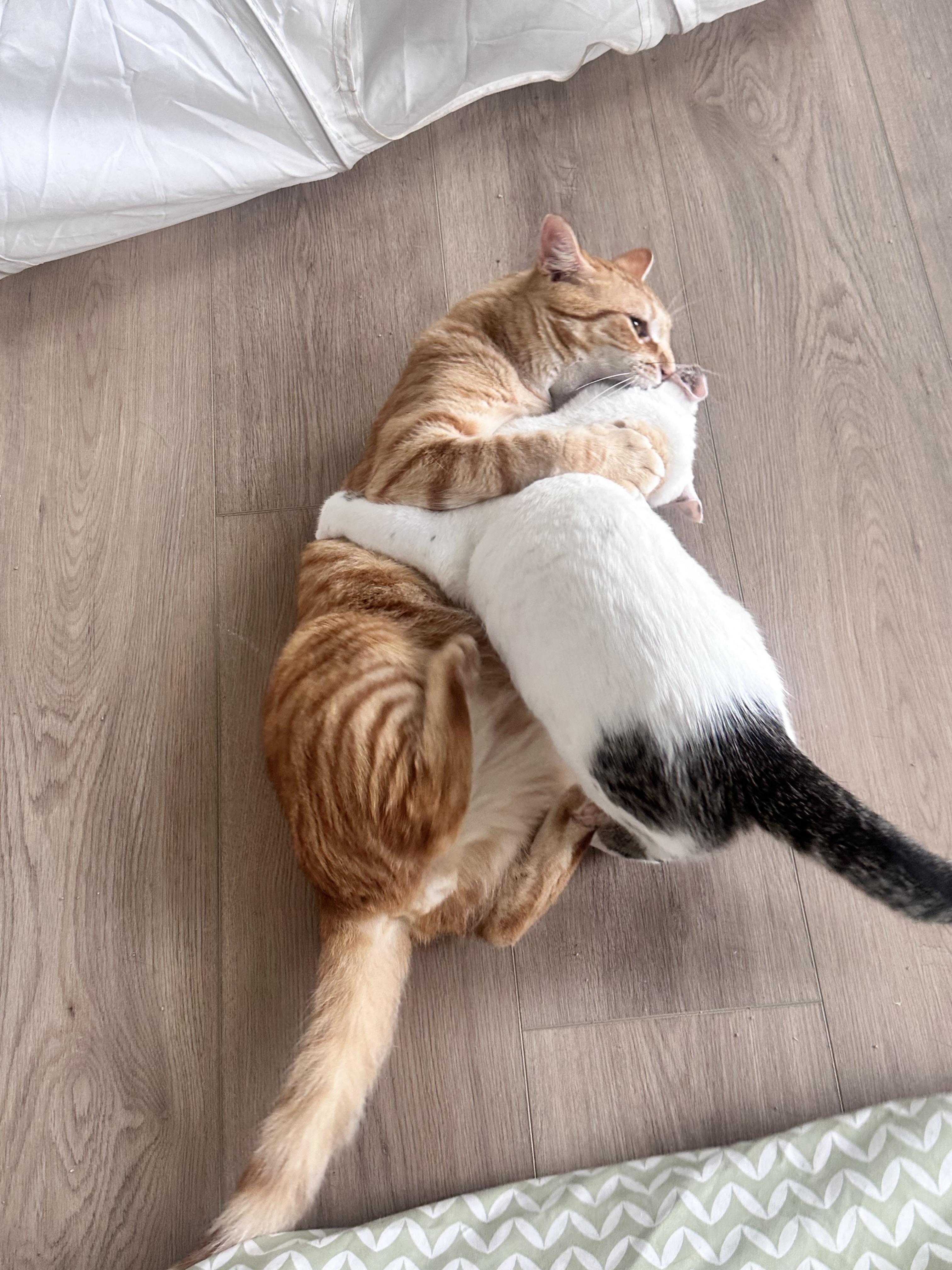 Minnie, a Adoptable Domestic Short Hair in Avondale Estates, GA image 5/6