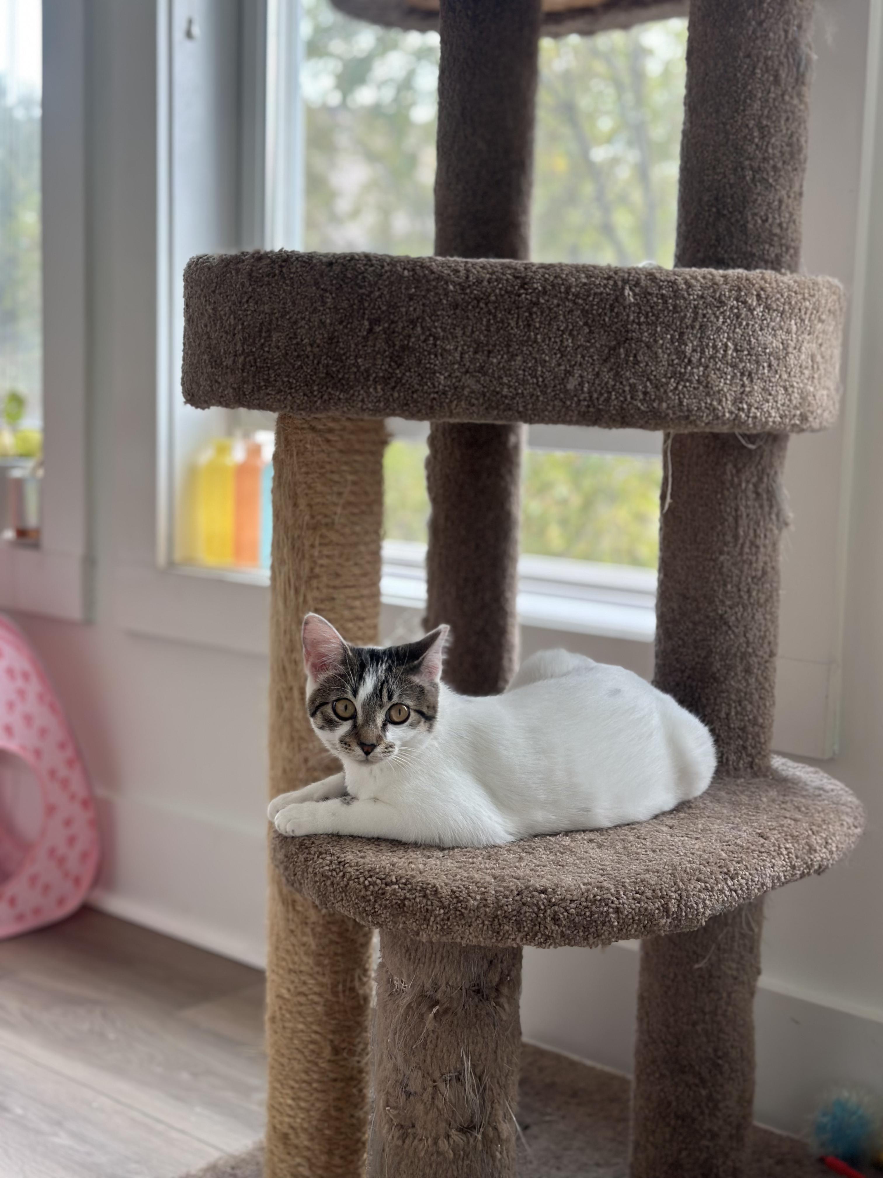 Minnie, a Adoptable Domestic Short Hair in Avondale Estates, GA image 6/6