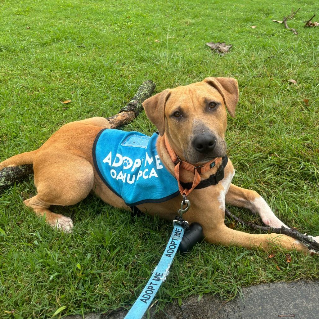 Barkley, Adoptable, Young Male Mixed Breed.