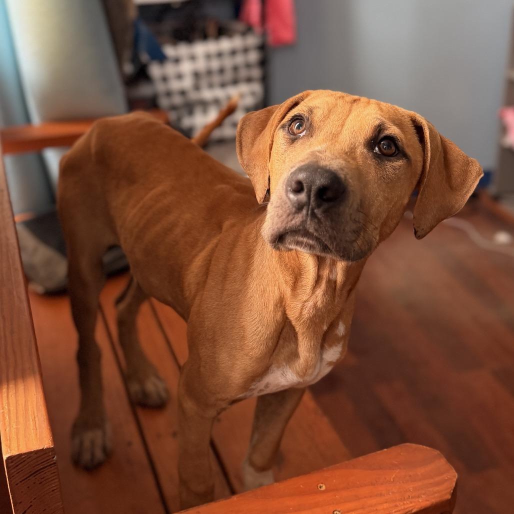 Enlarge Barkley, a Adoptable Mixed Breed in Wahiawa, HI image 2/2