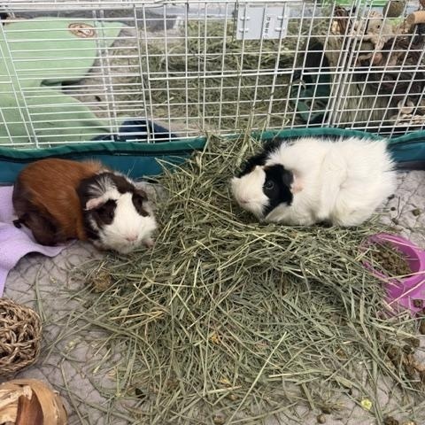Enlarge Hayden & Gloria, a Adoptable Guinea Pig in Austin, TX image 3/5