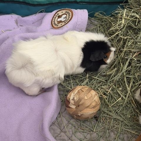 Enlarge Hayden & Gloria, a Adoptable Guinea Pig in Austin, TX image 5/5