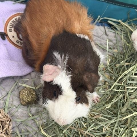 Enlarge Hayden & Gloria, a Adoptable Guinea Pig in Austin, TX image 4/5