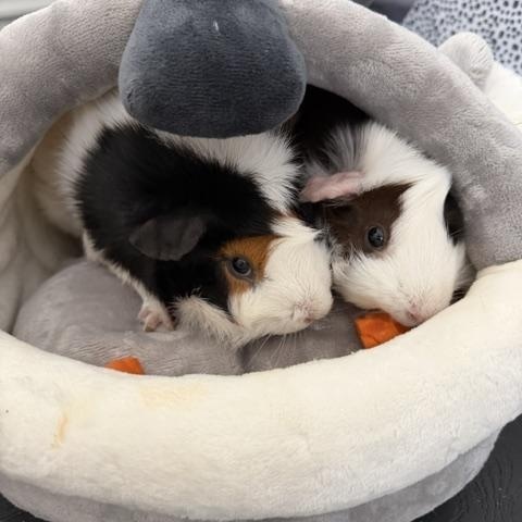 Enlarge Hayden & Gloria, a Adoptable Guinea Pig in Austin, TX image 2/5
