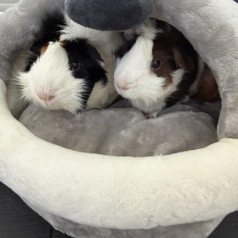 Enlarge Hayden & Gloria, a Adoptable Guinea Pig in Austin, TX image 1/5