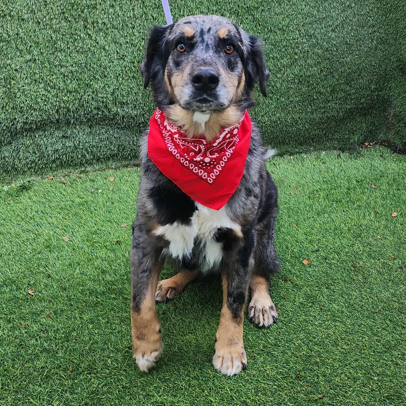 Enlarge Shasta, a Adopted mixed breed in Cedar Rapids, IA image 6/6