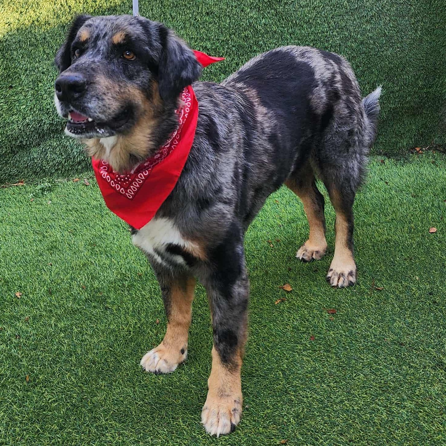 Enlarge Shasta, a Adopted mixed breed in Cedar Rapids, IA image 3/6