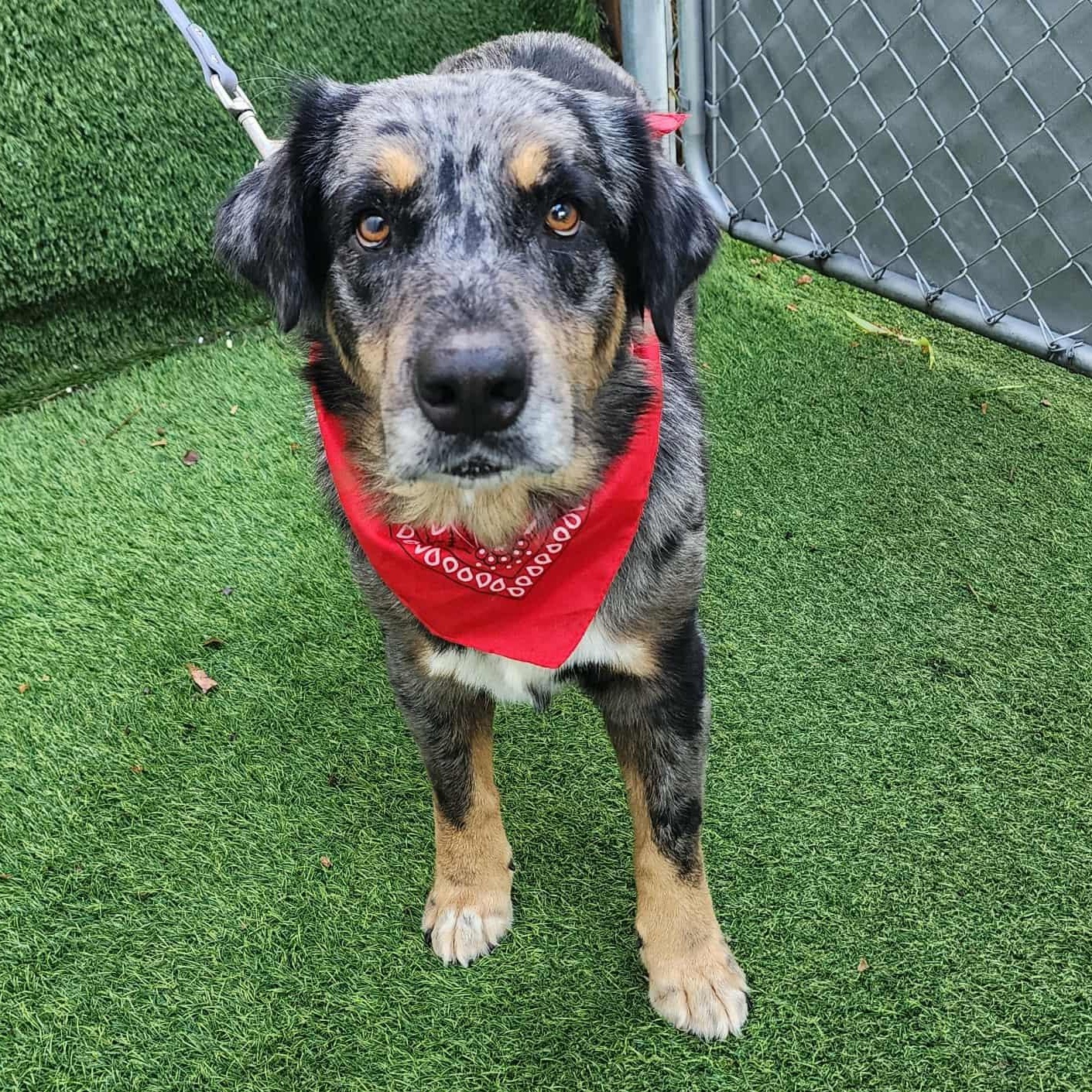Enlarge Shasta, a Adopted mixed breed in Cedar Rapids, IA image 4/6