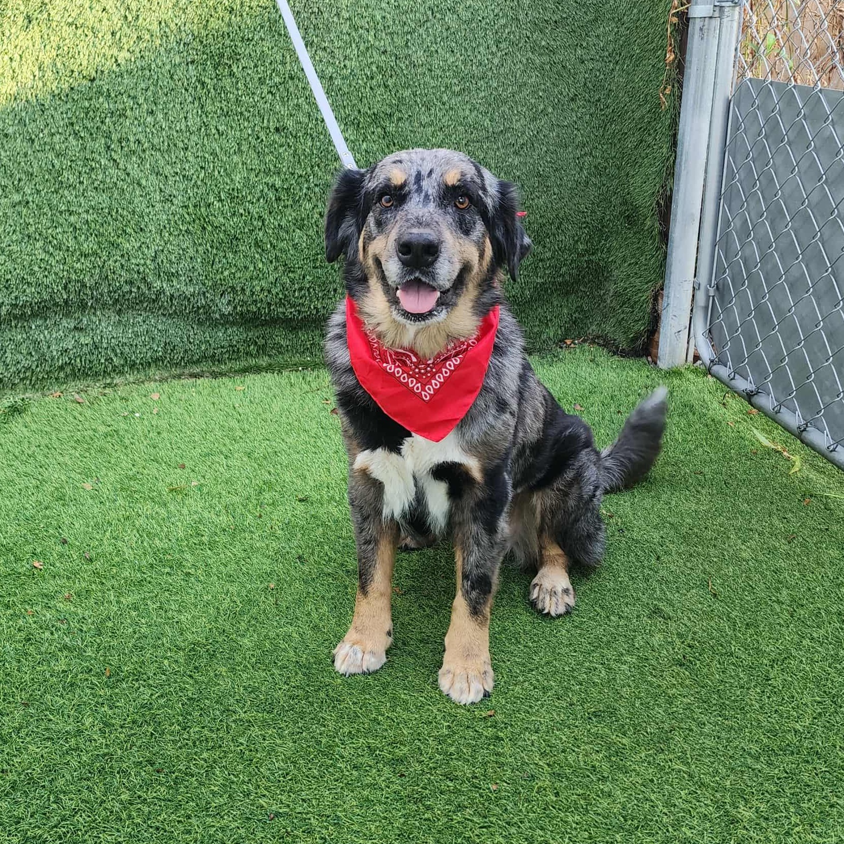 Shasta, Adopted, Adult Female Catahoula Leopard Dog.