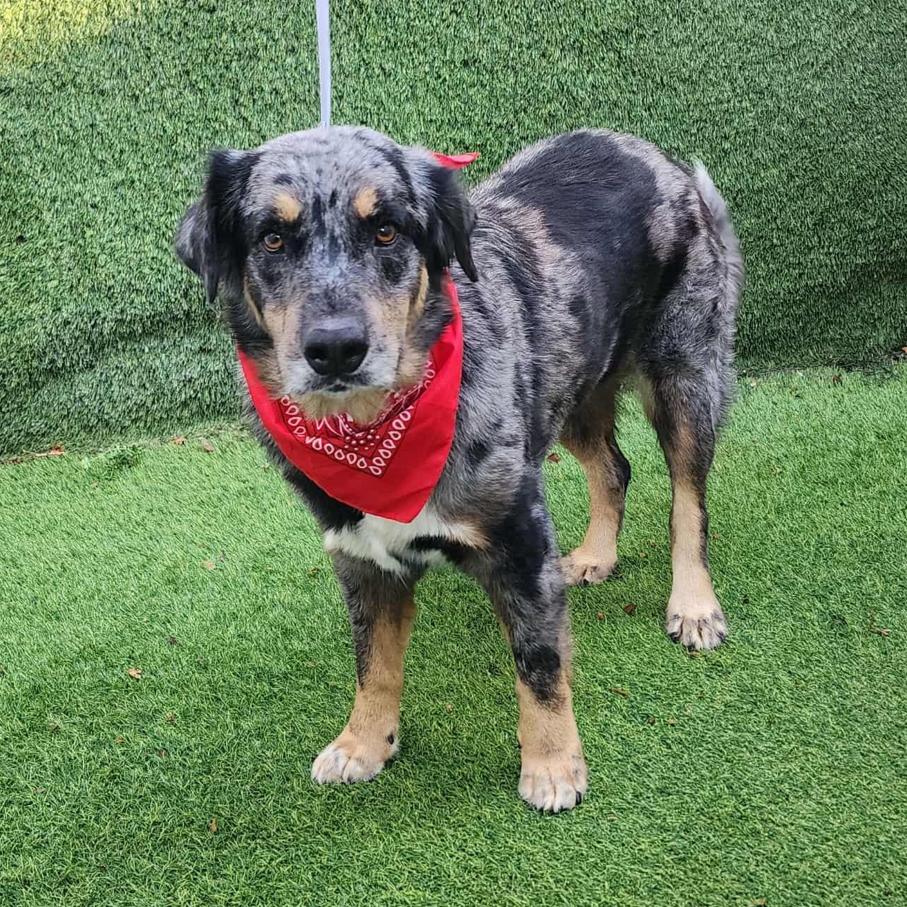 Enlarge Shasta, a Adopted mixed breed in Cedar Rapids, IA image 2/6