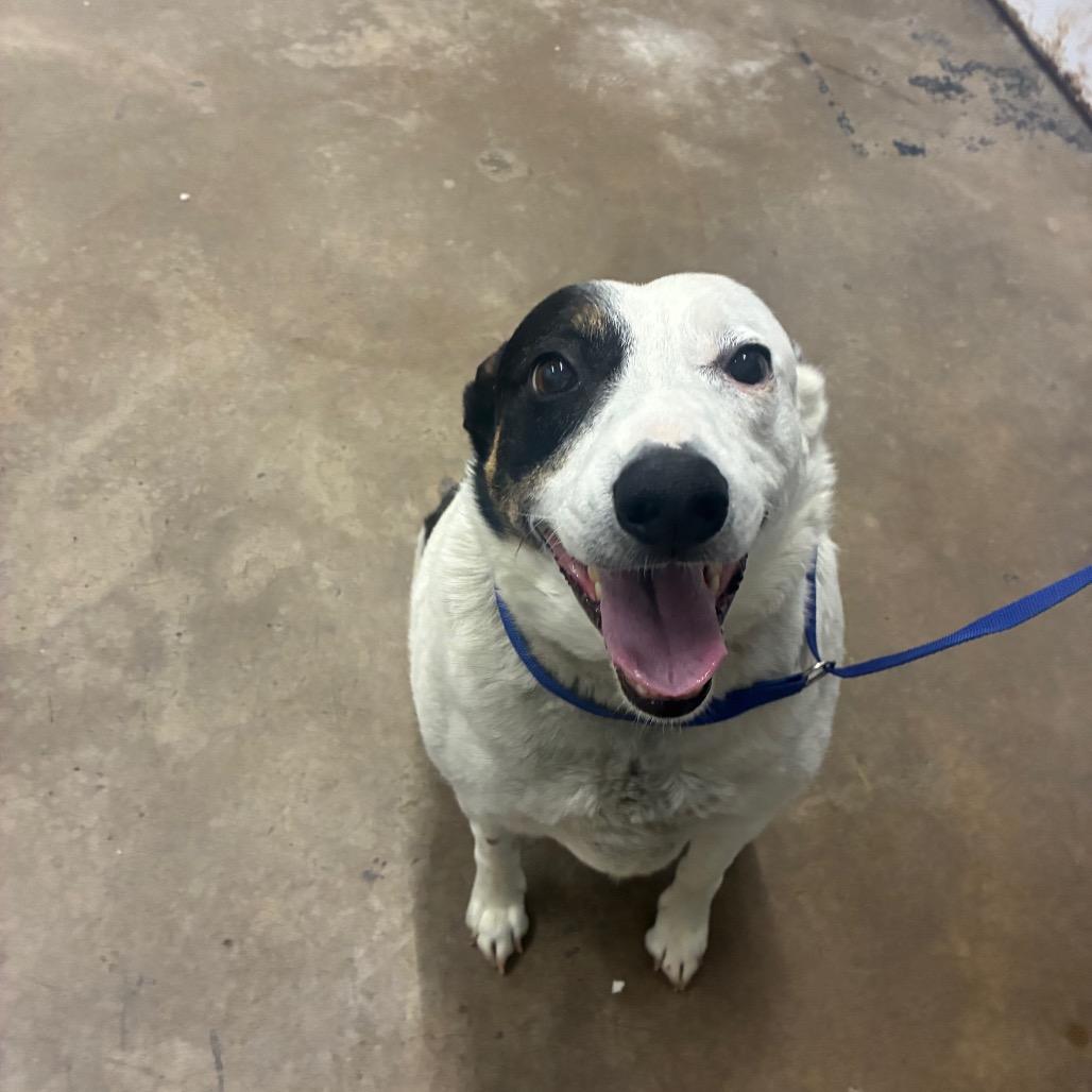 Walter, Adoptable, Adult Male Australian Cattle Dog / Blue Heeler & Shepherd.