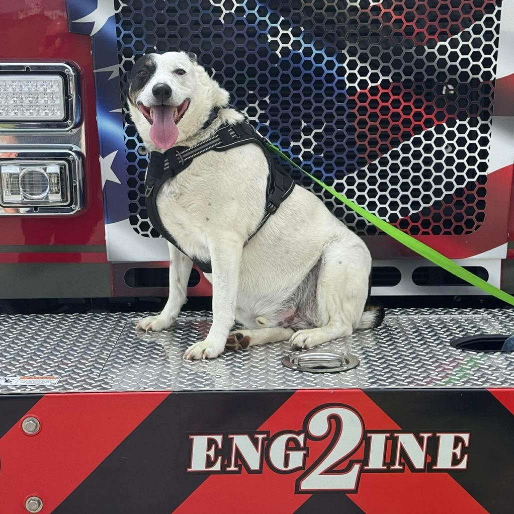 Enlarge Walter, a Adoptable mixed breed in Corbin, KY image 3/6