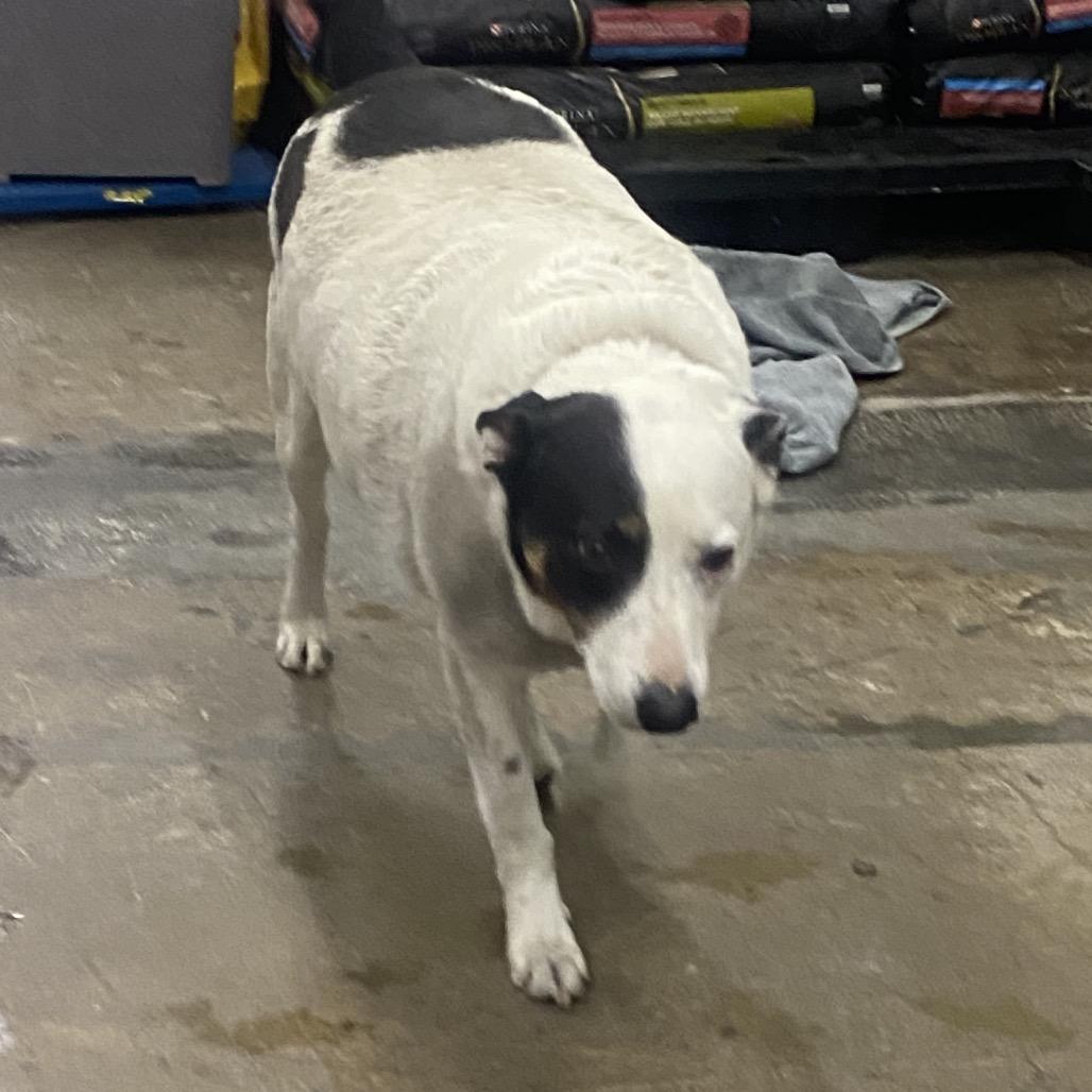 Walter, Adoptable, Adult Male Australian Cattle Dog / Blue Heeler & Shepherd.