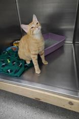 Enlarge Mumble, an adopted Domestic Short Hair in Huntsville , TX image 1/1