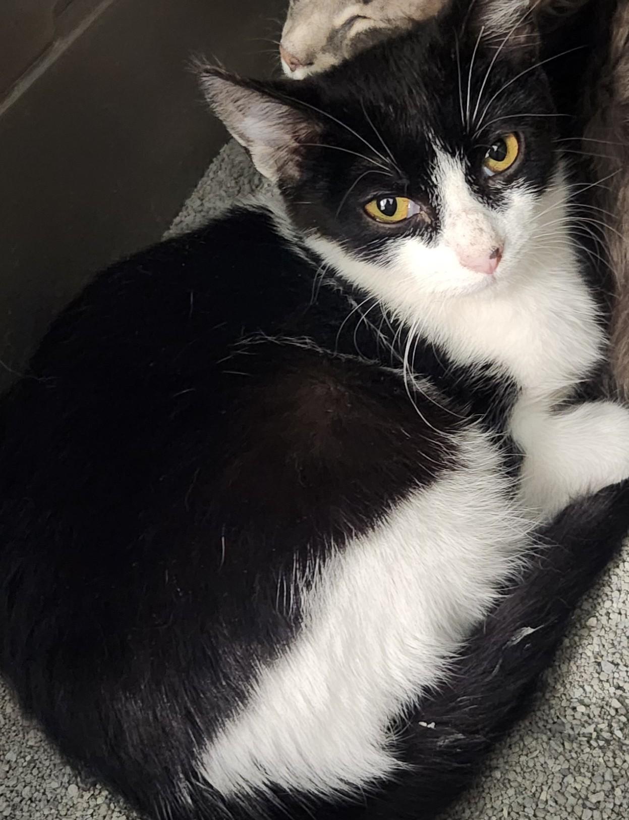 Ella, adopted, Kitten Female Domestic Short Hair.