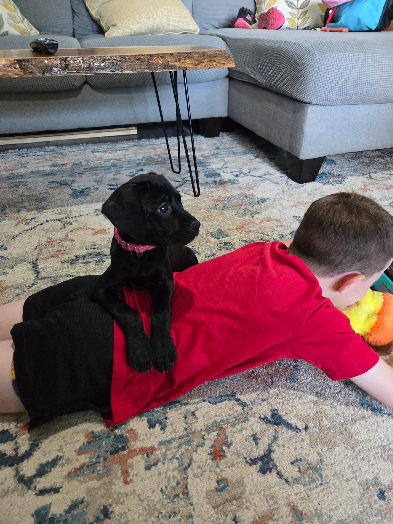 Enlarge Nellie, a Adopted mixed breed in Knoxville, TN image 2/2