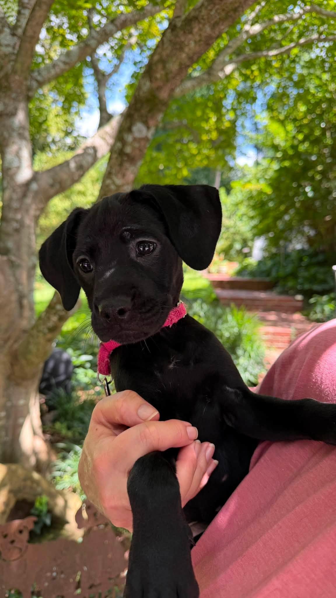 Enlarge Nellie, a Adopted mixed breed in Knoxville, TN image 1/2