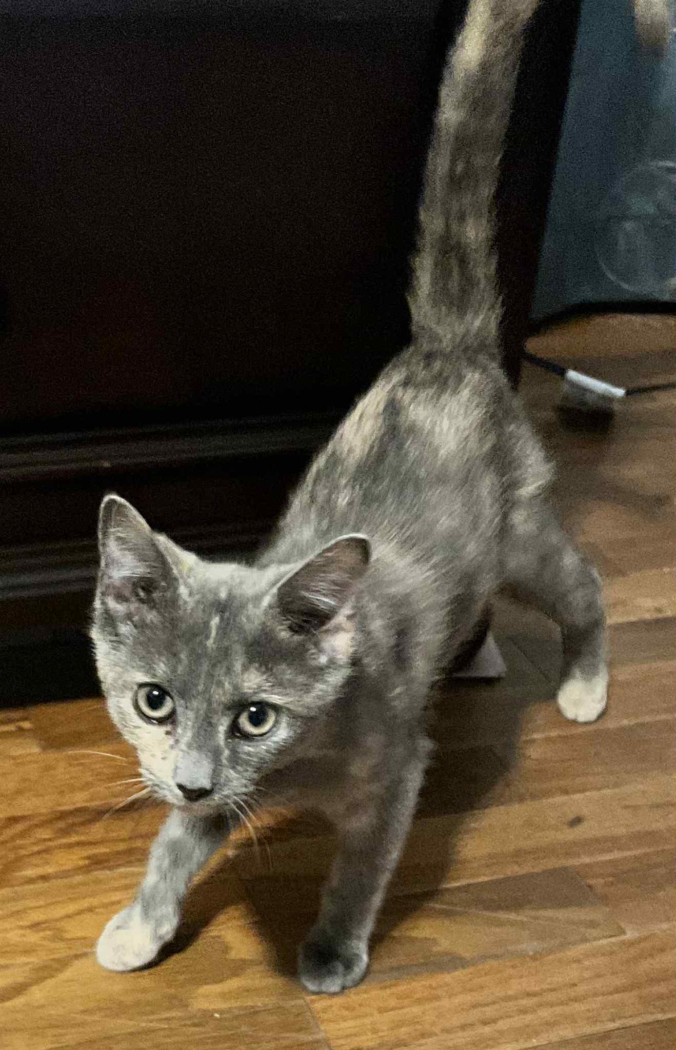 Fergie (Peg-Fostered in TN) photo 2