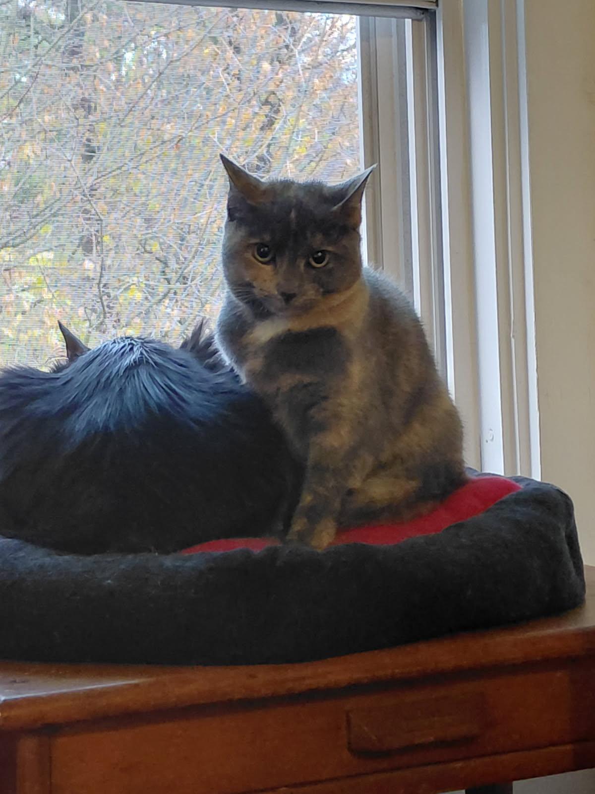 Fergie (Jess-Fostered in New England)