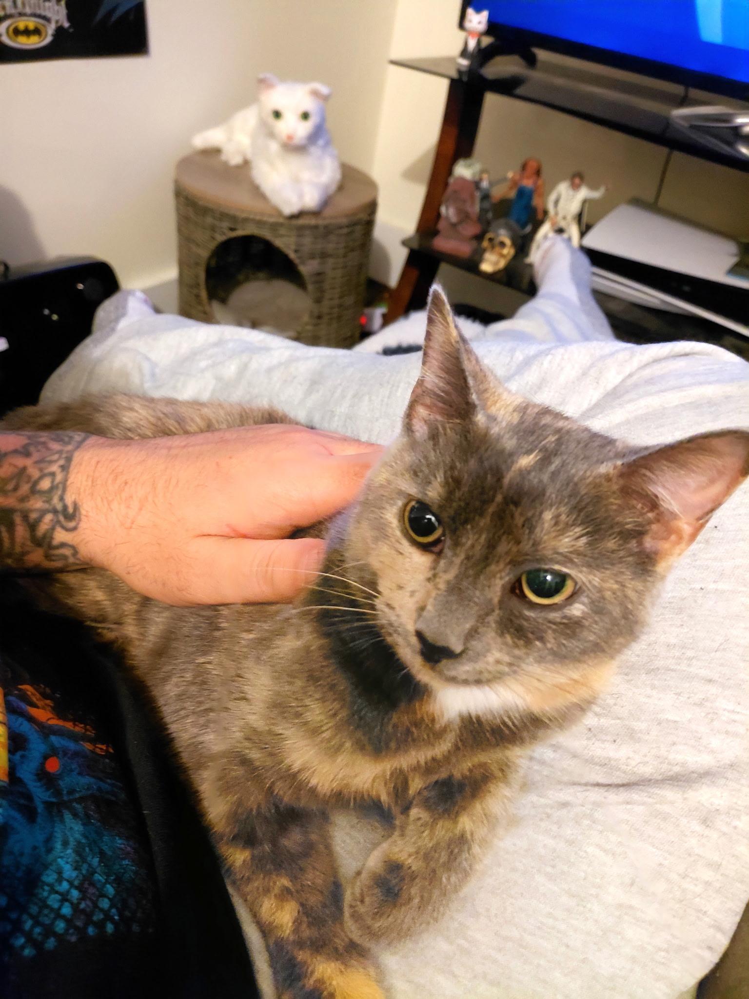 Fergie (Jess-Fostered in New England)