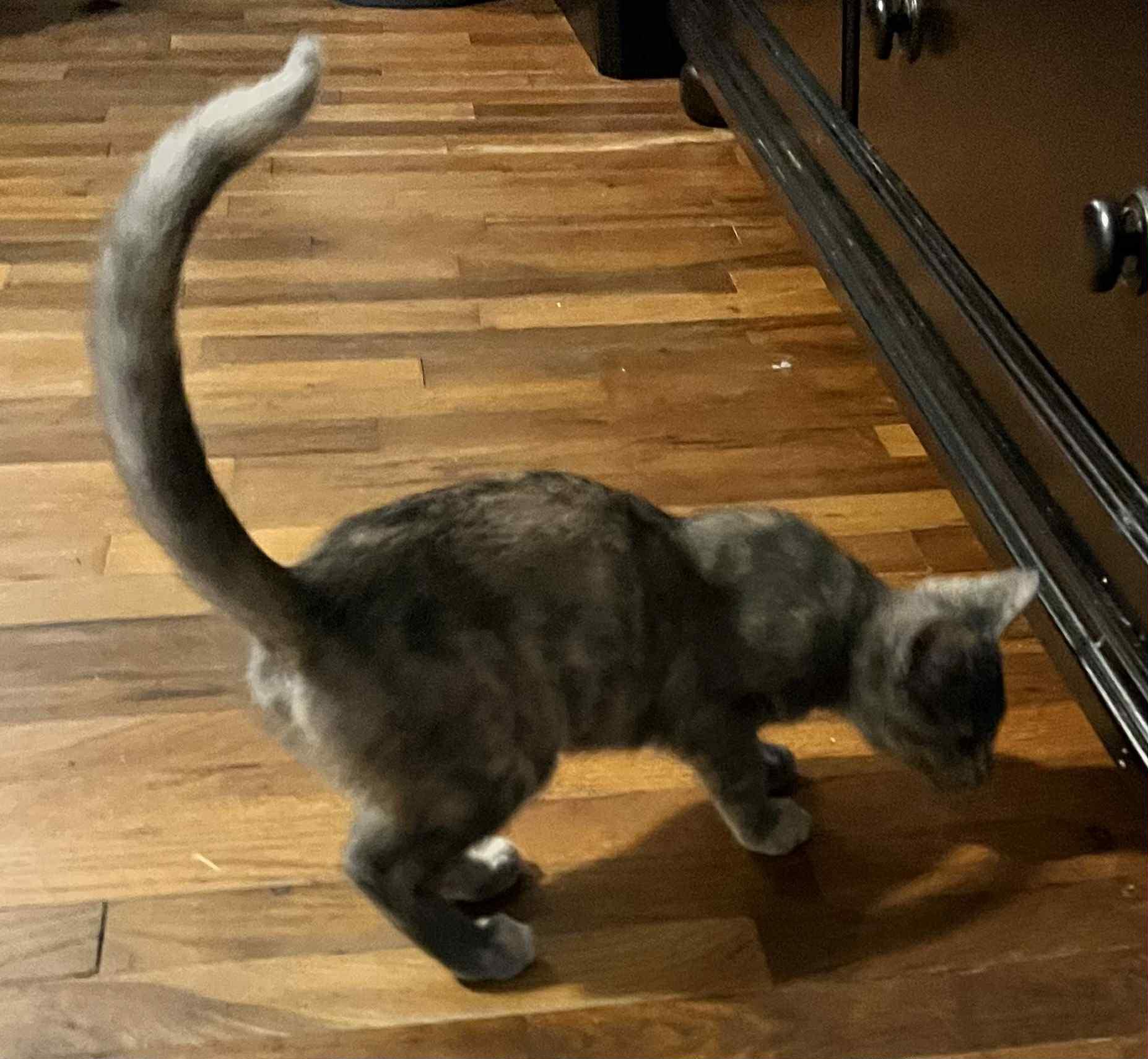 Fergie (Peg-Fostered in TN)