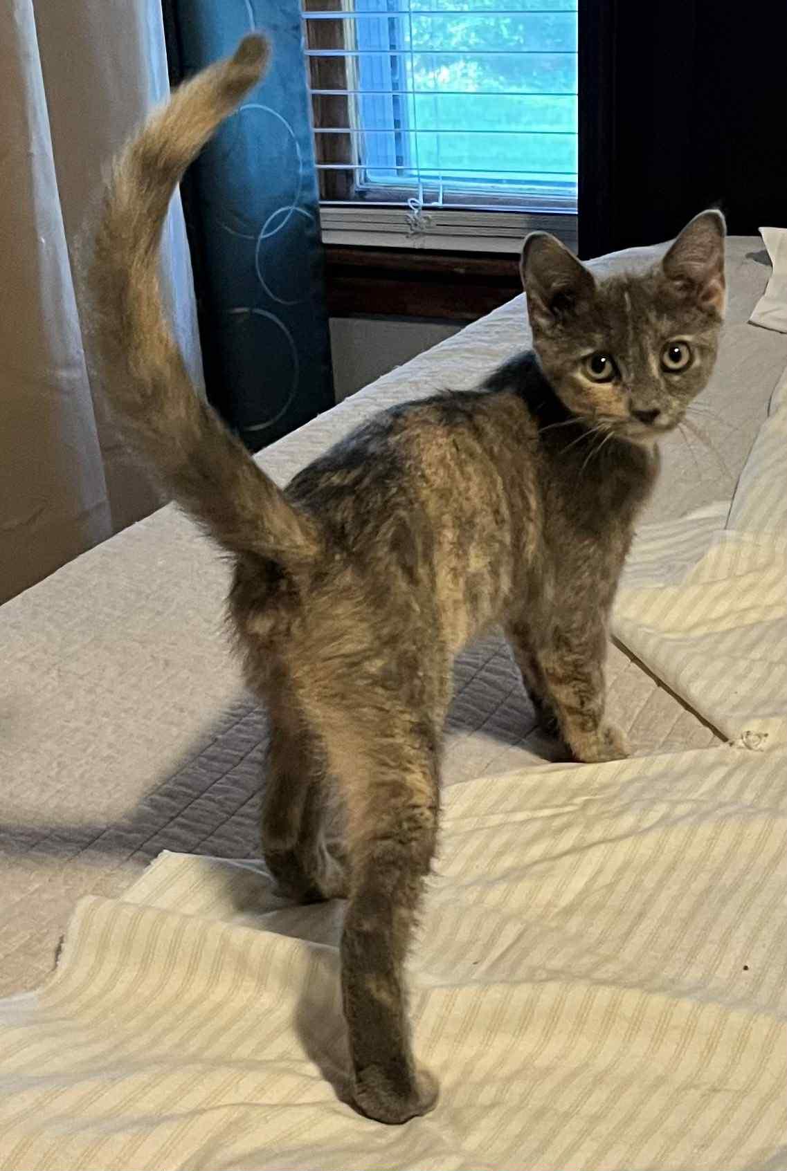 Fergie (Peg-Fostered in TN), Baby Female unknown