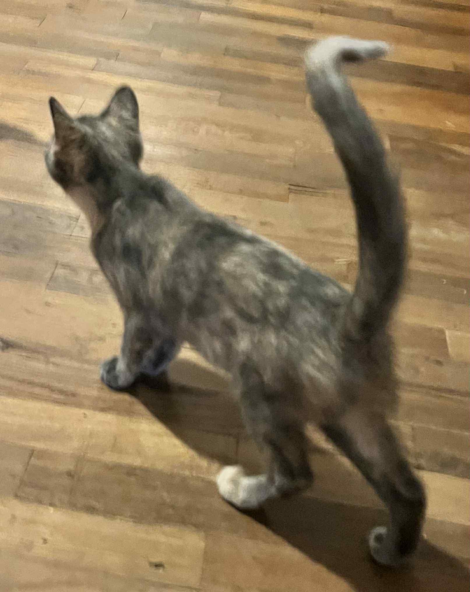 Fergie (Peg-Fostered in TN)
